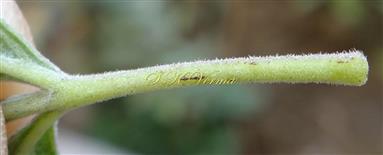   Petiole